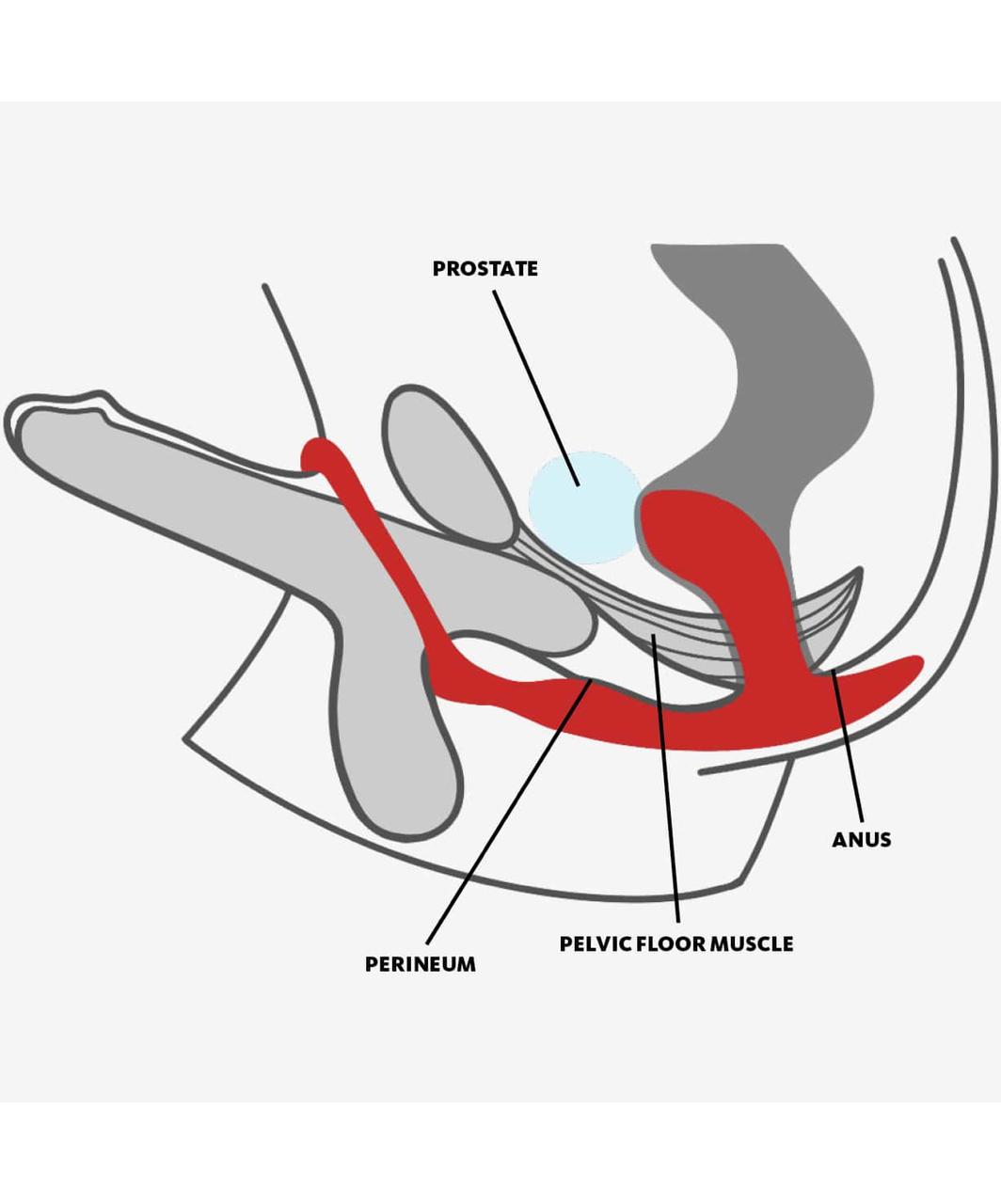 Fun Factory Bootie Ring butt plug with cock ring